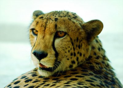 Gepard800.jpg