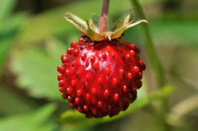 Walderdbeere.jpg