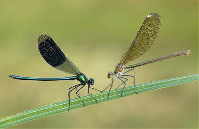 DSC_Prachtlibellen 3.jpg