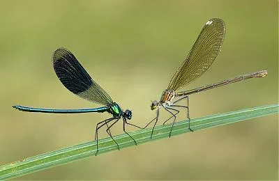 DSC_Prachtlibellen 3.webp