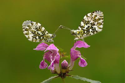 DSC_Aurora-Falter 1.jpg