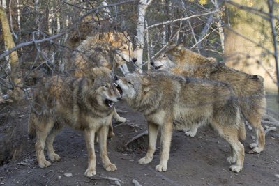 Wölfe.jpg