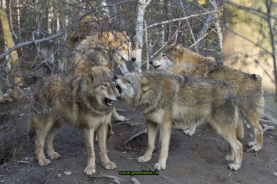 Wölfe.jpg