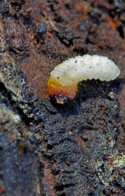 Spürender-Zangenbock.jpg Spürender-Zangenbock.jpg