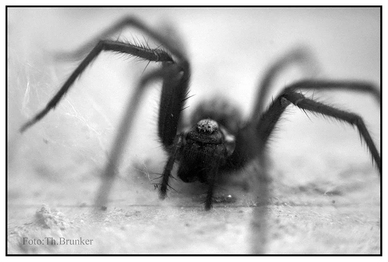 spinne_2007_20582Kopie.webp