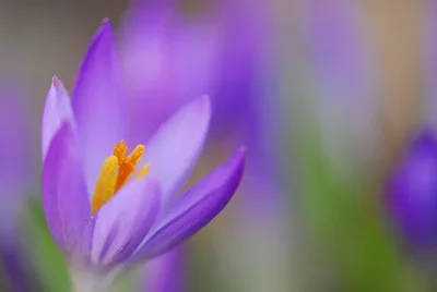Krokus.webp