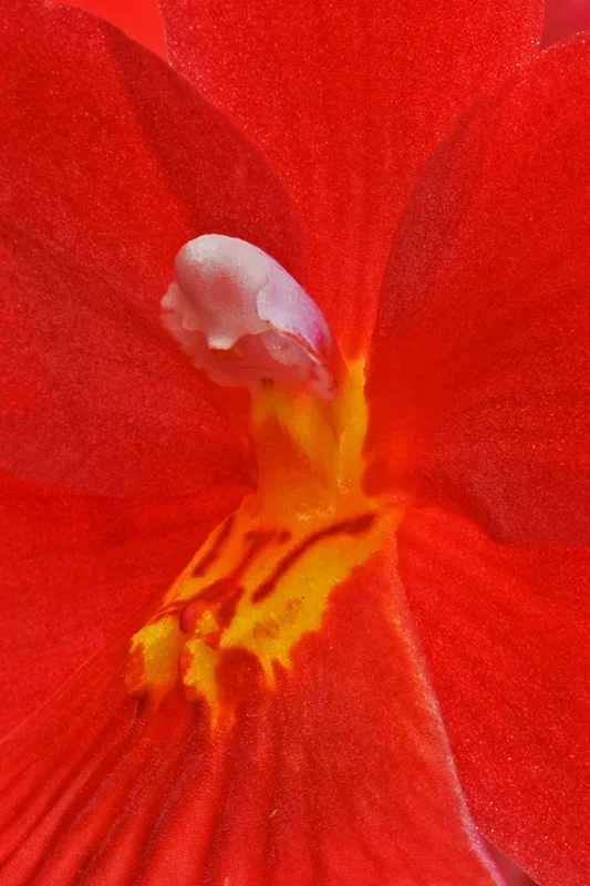 Orchideenschau_0029.webp