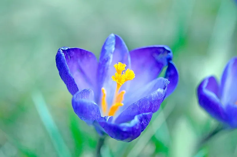 krokus.webp