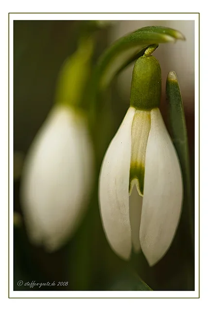 schneegloeckchen.webp