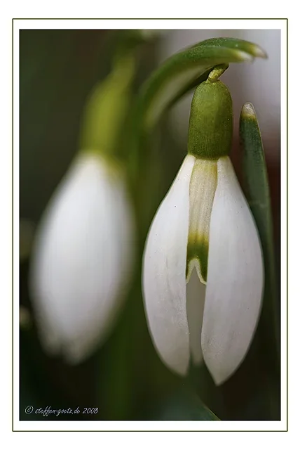 schneegloeckchen.webp