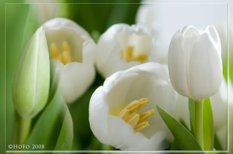 TulpenCollage_0308_upload.webp