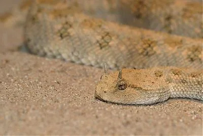 DSC_Hornviper 1.webp