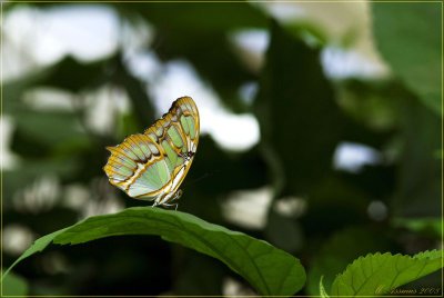 Garten Der Schmetterlinge Schloss Sayn Ci Fotocommunity