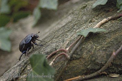 Wald-Mistkäfer.jpg
