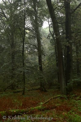 Wald2.jpg