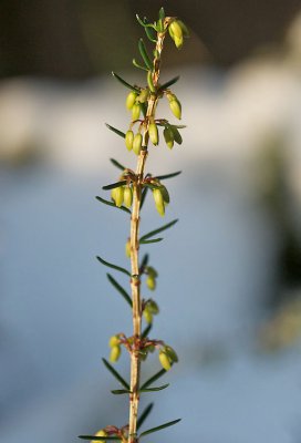 Winterheide.jpg