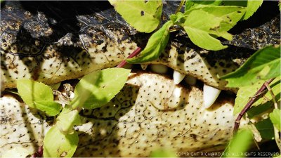 Alligator_Detail.jpg
