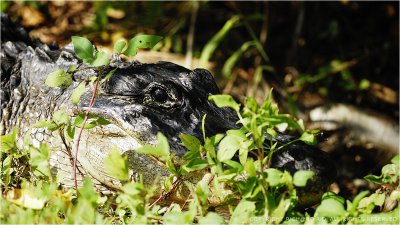 Alligator_01.jpg