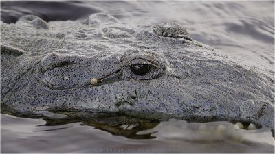Krokodil_Detail.jpg