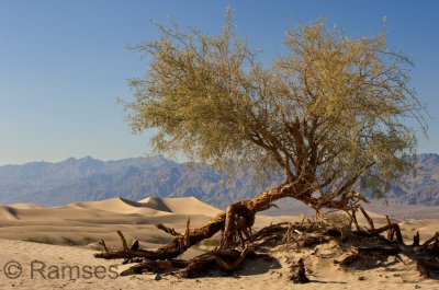 Tree Death Valley.jpg