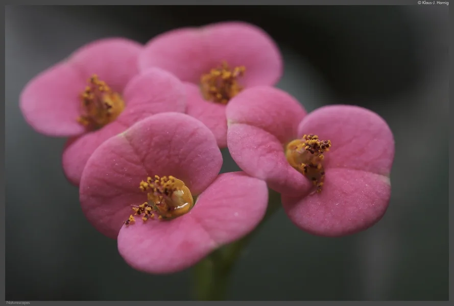 A7R-Sonnar-2.8-35 004.webp