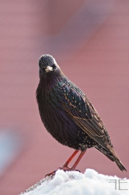 IMGP3664.jpg