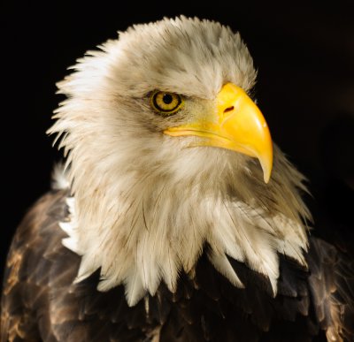 Weißkopfseeadler.jpg
