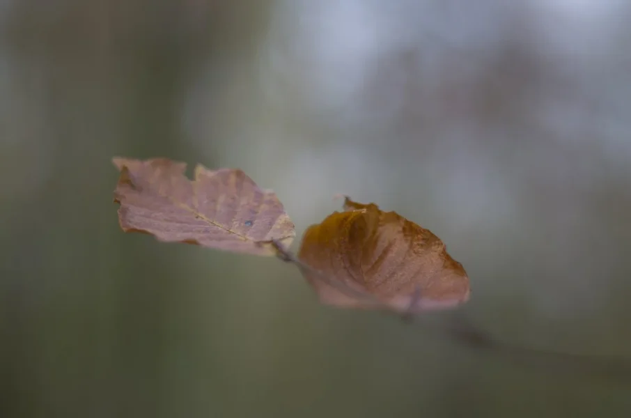 m50-9719.webp
