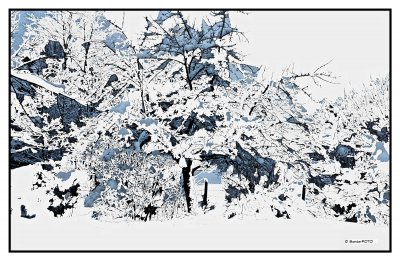 _small_Schneebaum_DxO.JPG