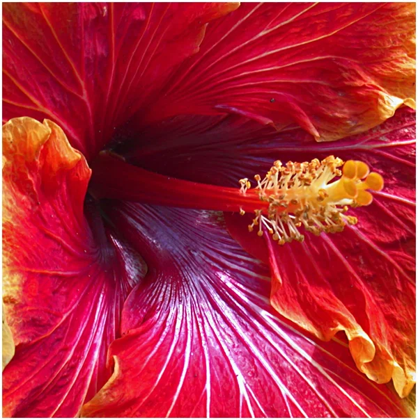 _small_Hibiscus1.webp _small_Hibiscus1.webp