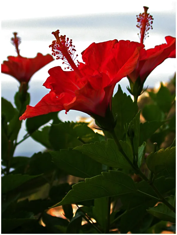 _small_Hibiscus3.webp _small_Hibiscus3.webp