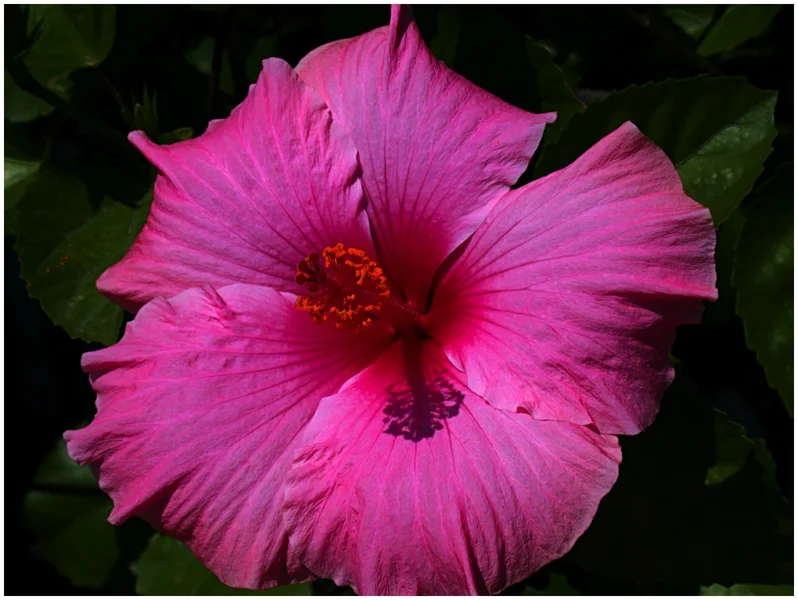 _small_Hibiscus5.webp _small_Hibiscus5.webp