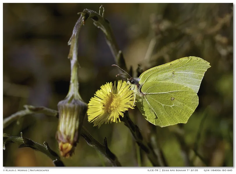 Gonepteryx rhamni 001.webp