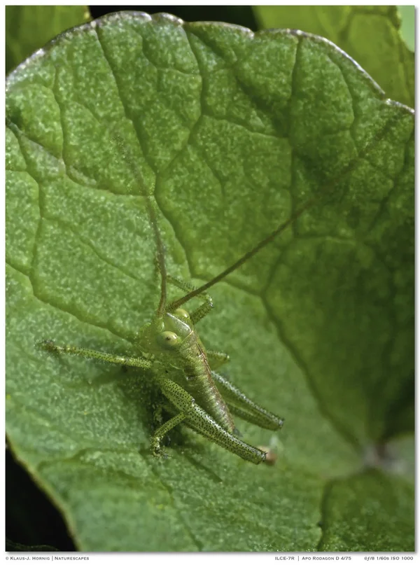 Babyhüpfer 001.webp
