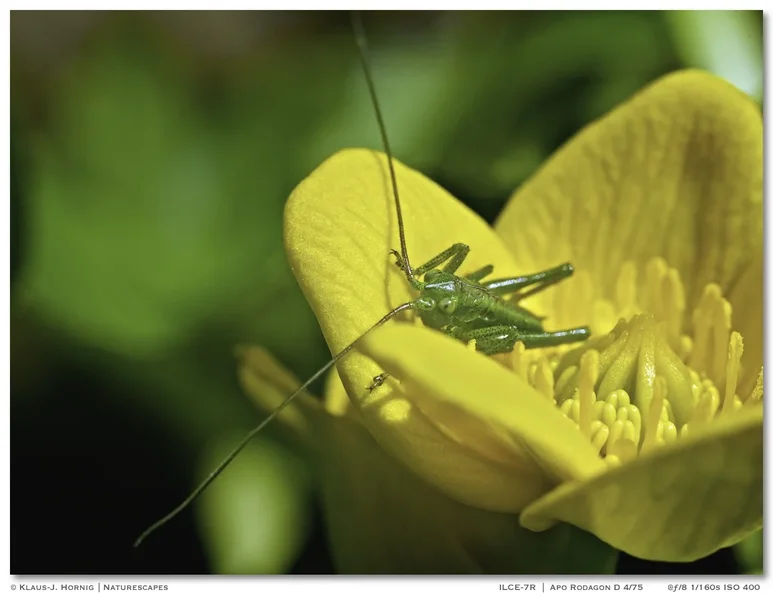 Babyhüpfer 004.webp