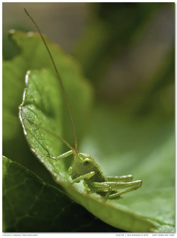 Babyhüpfer 002.webp