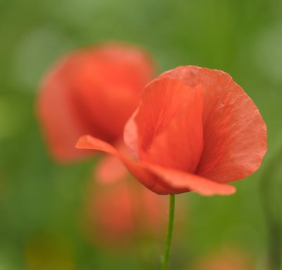 Mohn.jpg