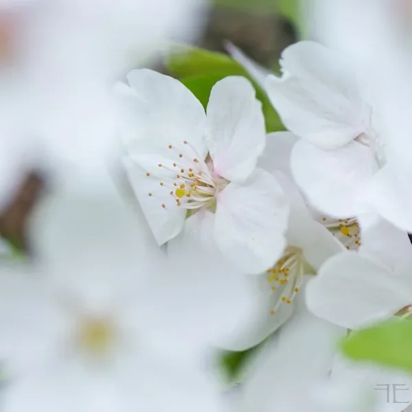 IMGP8559.webp