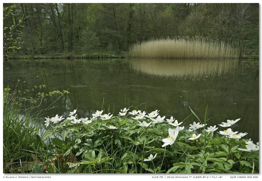 Anemonenteich-Tilt 002.webp