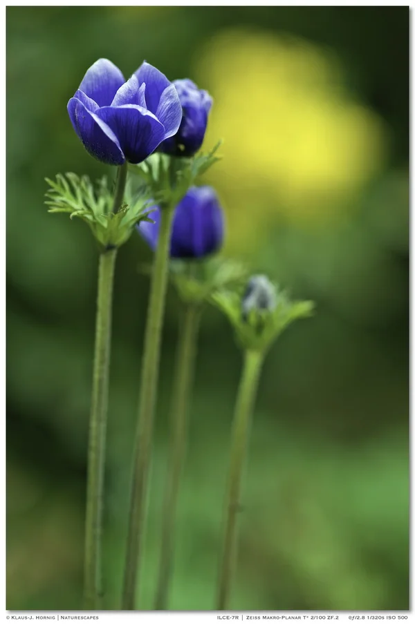blueblueyellow 003.webp