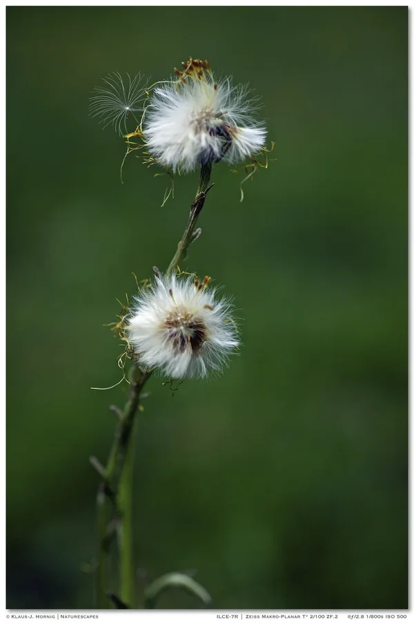 Tussilago Farfara 002.webp