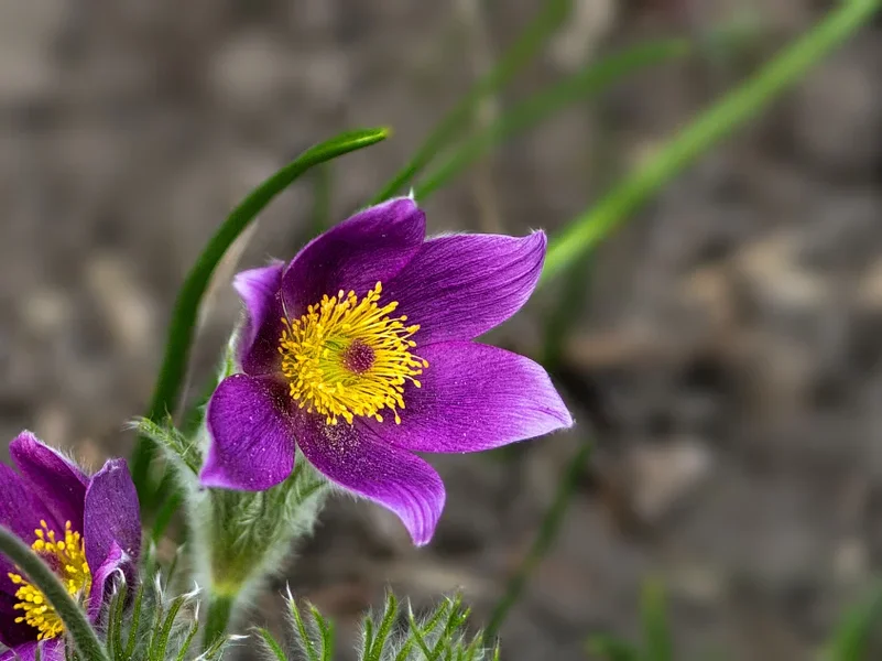 kuechenschelle_2.webp