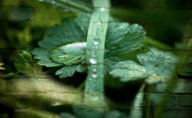 Drops&Drops_Art_0001_1.webp