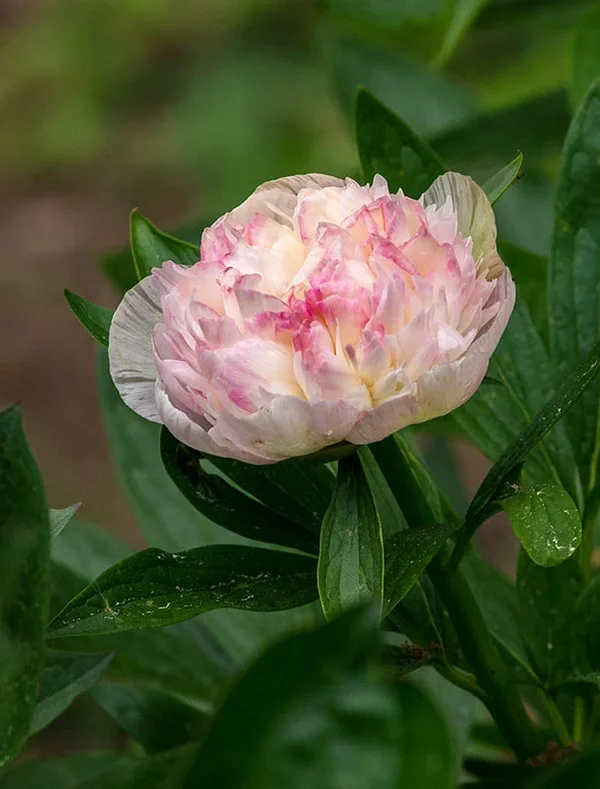 IMGP2692 Kopie 800.webp