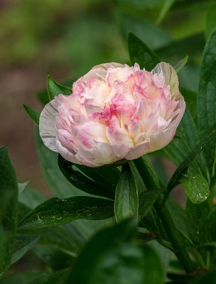 IMGP2692 Kopie 800.jpg