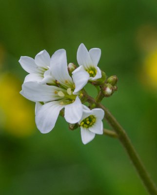 IMGP2373 Kopie 800 2.jpg