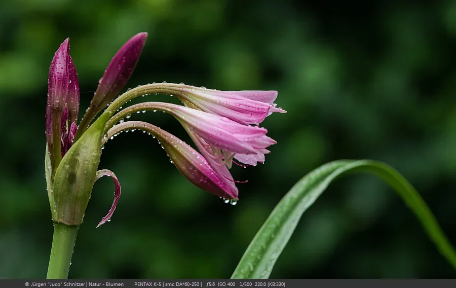 crinum.webp