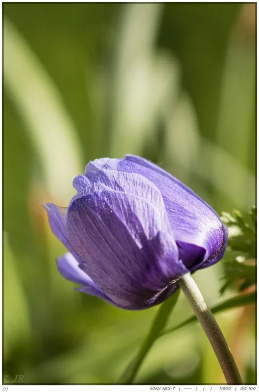 CI-16.webp