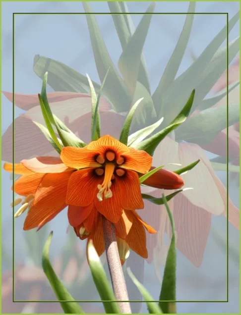 kaiserkrone_rahmen.webp