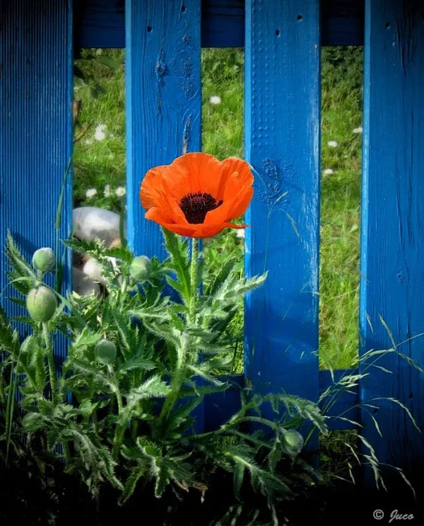 Mohn.webp